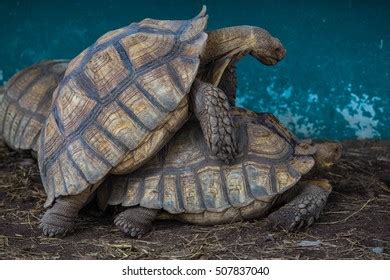 Happy Turtle Having Sex Stock Photo Shutterstock