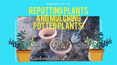 Repotting Plants And Mulching Potted Plants Youtube