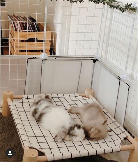 Dm Me If You Know The Insta Pet Bunny Rabbits Rabbit Cages Bunny