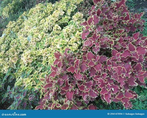 Coleus Flower With A Natural Background Stock Image Cartoondealer