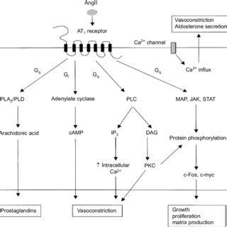 Signal Transduction Mechanism Of AT 1 Receptor Note AngII Through