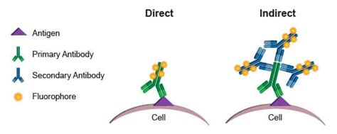 Intracellular Flow Cytometry Protocol Onelab