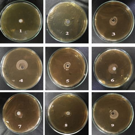 The Bsh Activity Of Lab Isolates Grown On Bile Salt Mrs Medium As