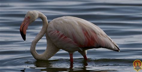 Flamenco común Phoenicopterus roseus De rutas por la naturaleza