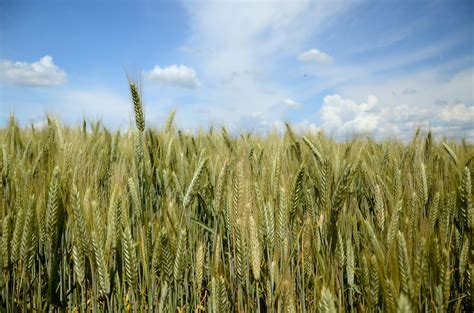 Fotos gratis paisaje césped cielo heno prado trigo grano