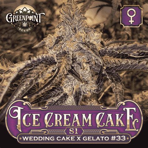 Ice Cream Cake Cannabis Seeds Greenpoint Seed Bank