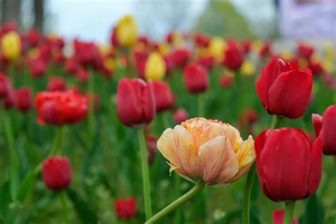 The Ultimate Guide To The Holland Tulip Festival Peak Tulip Time And