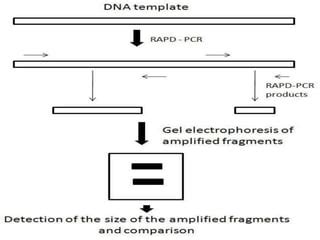 Random Amplified Polymorphic Dna Rapd Pptx