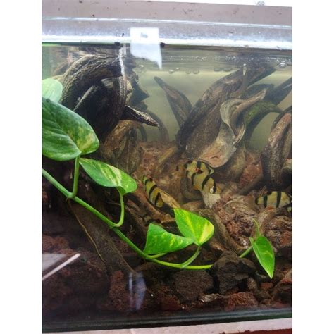 Jual Sirih Gading 50cm 1meter Tanaman Air Hiasan Aquarium Shopee