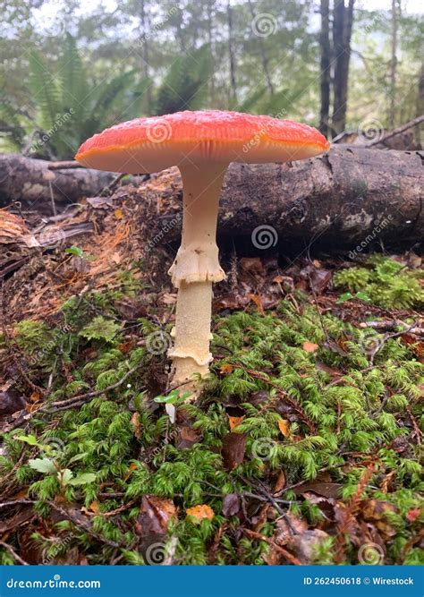 Toma Vertical De Un Hongo Naranja Brillante Que Crece En Un Bosque Foto