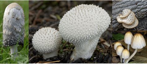 21 Common Mushrooms Found In Iowa 2024 Bird Watching Hq
