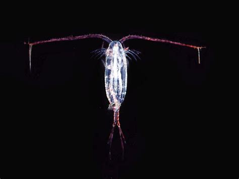 Are Copepods Good for Freshwater Aquariums?