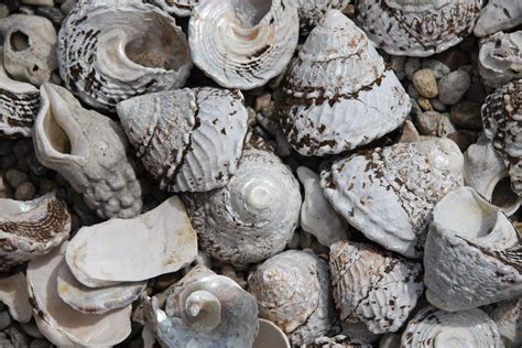 Shells On Carpinteria Beach Amazing Carpinteria Beach Carpinteria