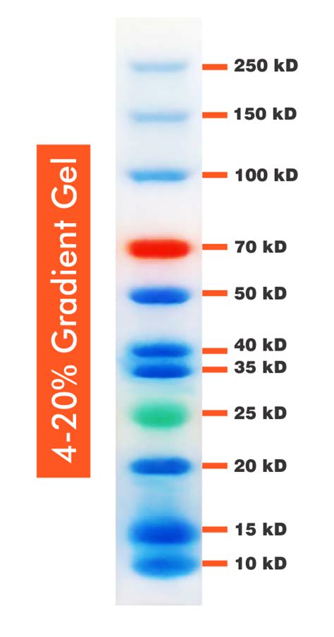 Kda Wide Range Blue Red Green Three Color Protein Ladder