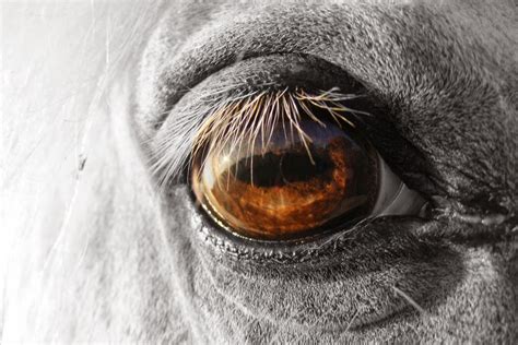 1000+ images about Horse Eye Photos on Pinterest