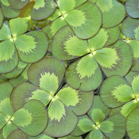 Floating Water Clover Lily Like Chalily Ponds Gardens