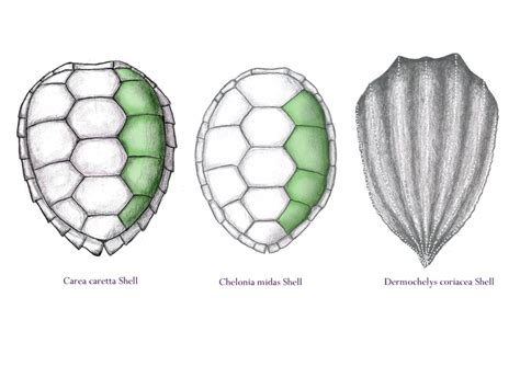 Turtle Shell Diagram