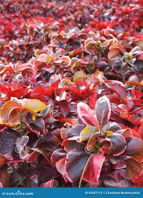 Crotons are the perfect plant for adding bright indoor color 30