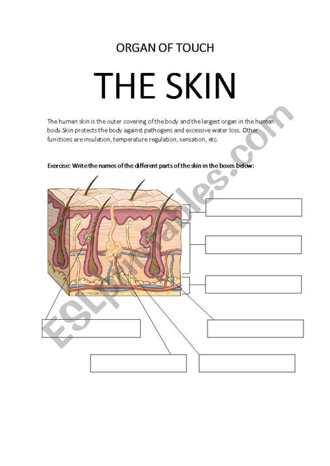 Parts Of The Skin Worksheet For Grade