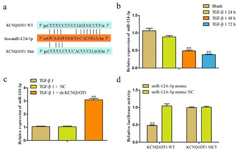 MiR 124 3p Was A Downstream Target Of KCNQ1OT1 A The Binding Site