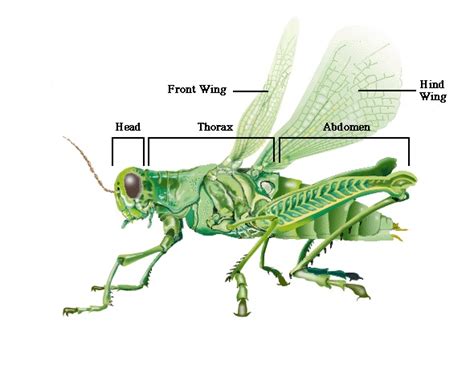 Grasshopper Anatomy Insects Pinterest