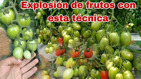 Cuaja TODA la FLORACIÓN del TÓMATE aplicando está Técnica GRATIS YouTube