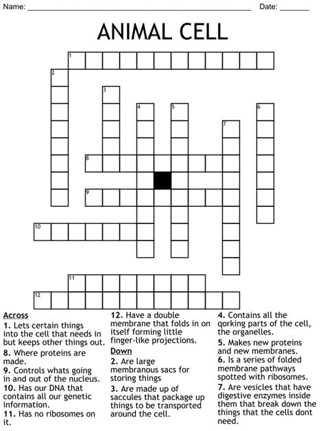 Animal Cell Crossword Wordmint