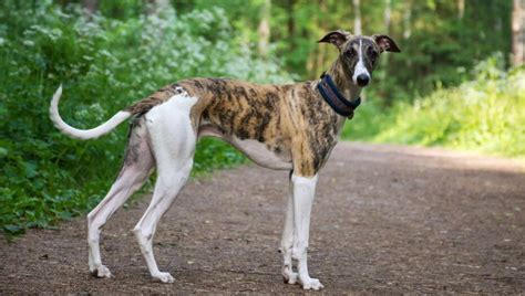 Greyhound Dog Breed Information Purina