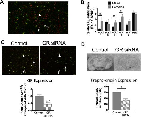 Orexins Mediate Sex Differences In The Stress Response And In Cognitive