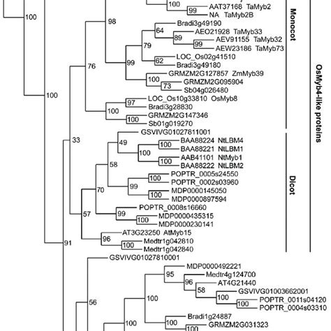 Phylogenetic Tree Of OsMyb4 And Myb Proteins In Selected Plant Species