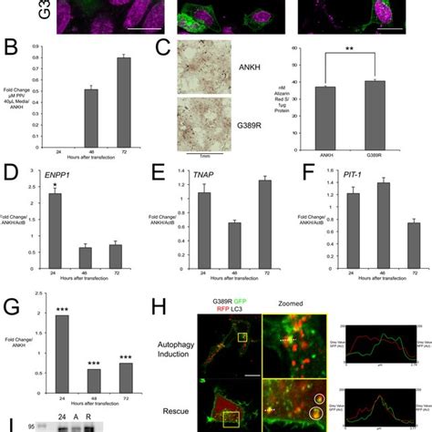 Wt Ankh Overexpression Intracellular Localisation And Biochemical