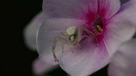 Spider Arachnid Crab Spider Free Stock Video Pixabay