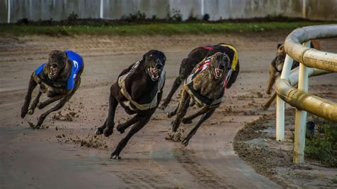 Bet365 signs first greyhound racing sponsorship deal - Sports betting - iGB