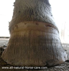 Horse Hoof Cracks - What causes them?