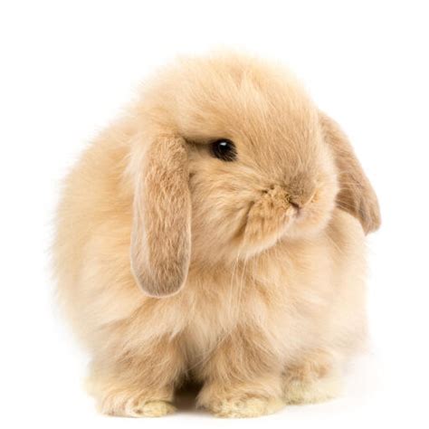 Holland Lop Rabbits Holland Lop For Sale Rabbit Breeds