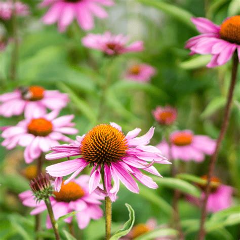 Homeopathy Training - NCIM - National Centre for Integrative Medicine