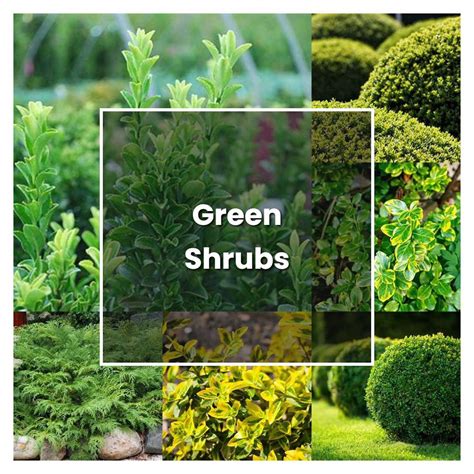 How to Grow Green Shrubs - Plant Care & Tips | NorwichGardener