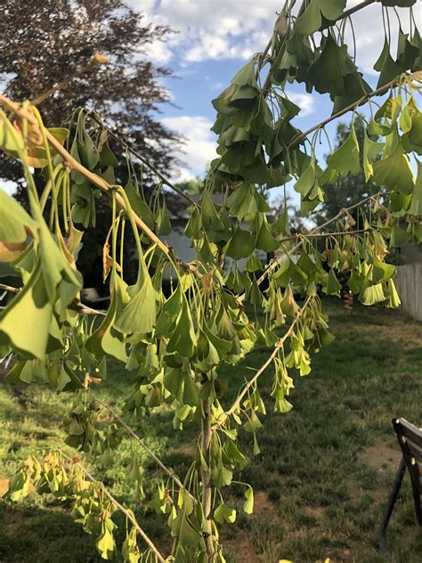 Behold The Mighty Ginkgo Biloba Survives 190 Million Years In The