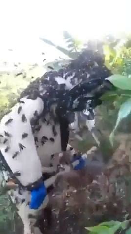 Giant hornets nest removal : r/oddlyterrifying