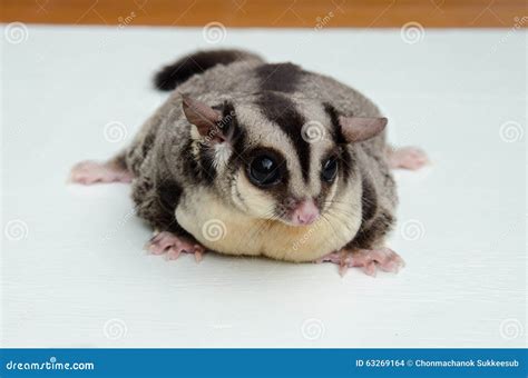 A Sugar Glider Fat Sugar Glider on White Desk. Stock Photo - Image of ...