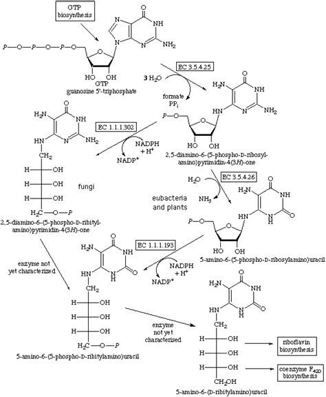 Riboflavin Biosynthesis (early stages)