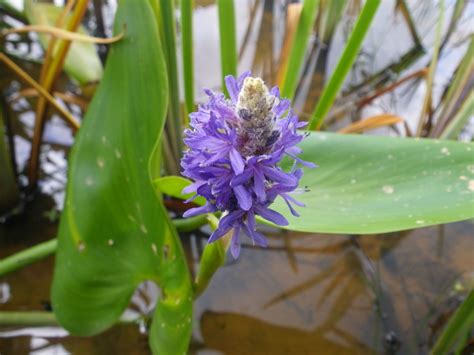 Pontederia cordata (Pickerel weed) - Devon Pond Plants