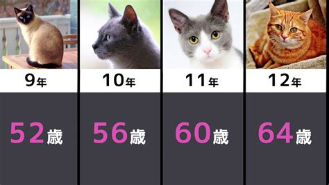 【比較】猫と人間の年齢換算【ランキング】 Youtube