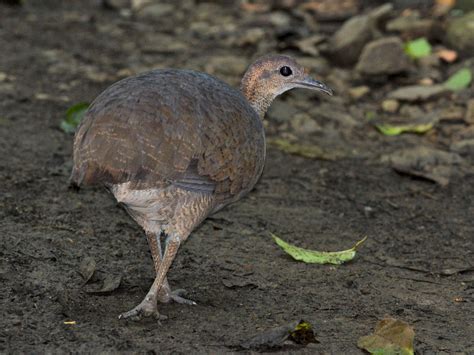 Great Tinamou Ebird Bird Species Lowland Species