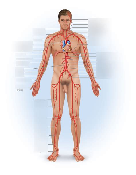 Arteries Diagram Quizlet