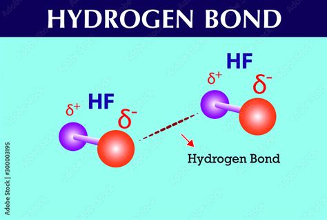 Hydrogen Bond Chemistry Lesson Infographic เวกเตอร์สต็อก Adobe Stock