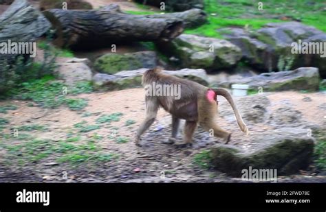 Monkey habitat zoo Stock Videos & Footage - HD and 4K Video Clips - Alamy