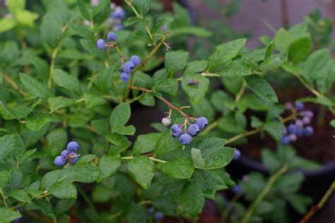 Homegrown Blueberries