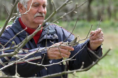 Apfelbaum Winterschnitt Anleitung F R Anf Nger Fortgeschrittene