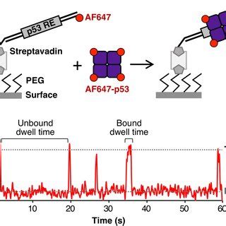 Single Molecule Fluorescence Can Be Used To Detect Dynamic Binding Of